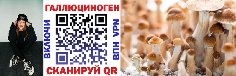 Галлюциногенные грибы Psilocybine cubensis  Стародуб 
